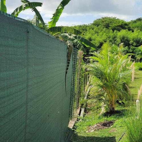 a green fence with palm trees behind it at Eden Lodge 4 Villas avec piscine privée in Saint-François