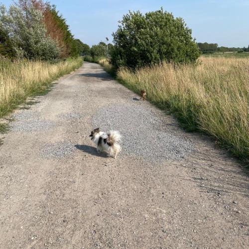 a dog running down a dirt road at Osada Rybacka in Podamirowo
