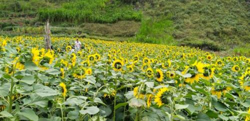 a field of sunflowers with a person standing in the middle at NHÀ NGHỈ ANH VĂN in Dồng Văn