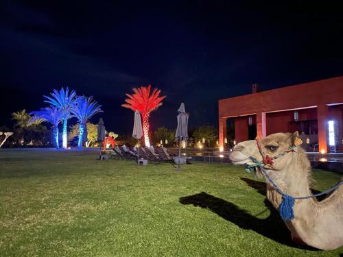 a camel is sitting in a field at night at DAR NOUJOUM in Marrakech