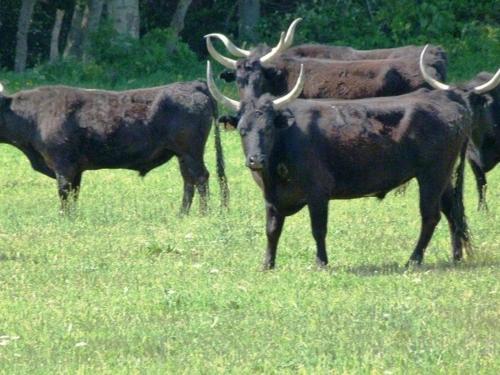 Photo de la galerie de l'établissement Studio Cabine RDC avec Terrasse - Proche Plage et Commerces - FR-1-307-116, au Grau-du-Roi