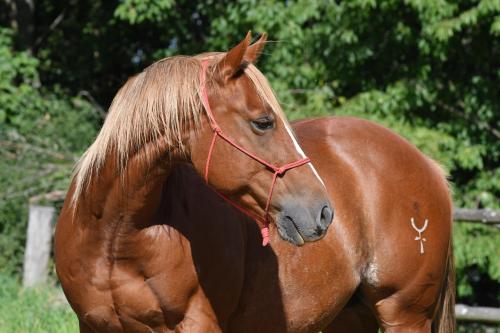 Un cheval brun est debout dans un champ dans l'établissement Silverstone Living, à Semily