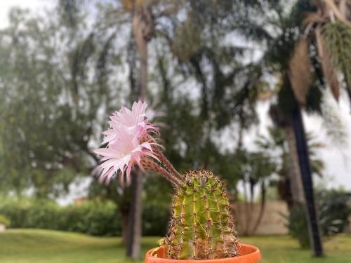 a small pink plant in a orange pot at Villa Piruzzu CV Torre Mulinazzo app P in Cinisi