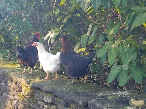 a group of chickens standing on a stone wall at Characterful Cotswold cottage in Cirencester