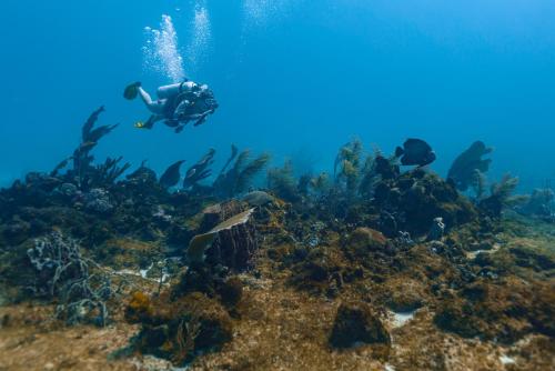 a person swimming over a coral reef at Isla Fuerte Eco House in Isla Fuerte