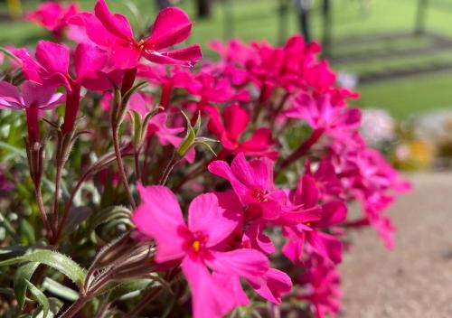 a bunch of pink flowers in a pot at Camping Piccolo Paradiso in Avegno