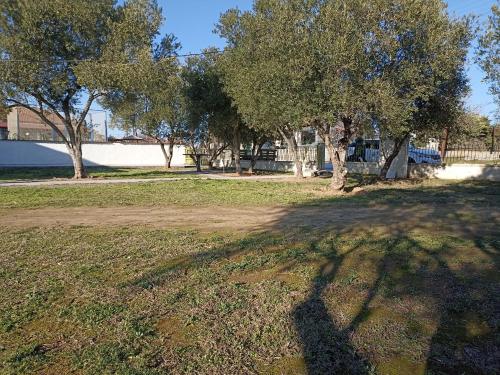 a shadow of a tree on a grass field at Kilkis Paradise in Kilkís