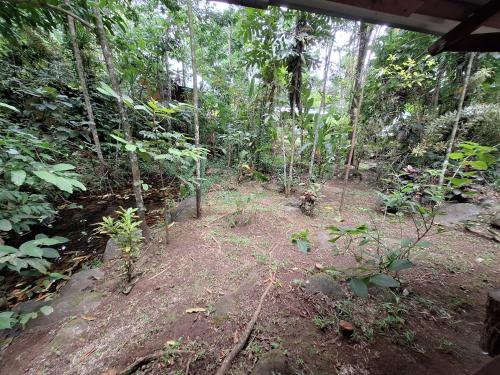 a garden with trees and plants in the woods at Guapote Lodge in Tigra