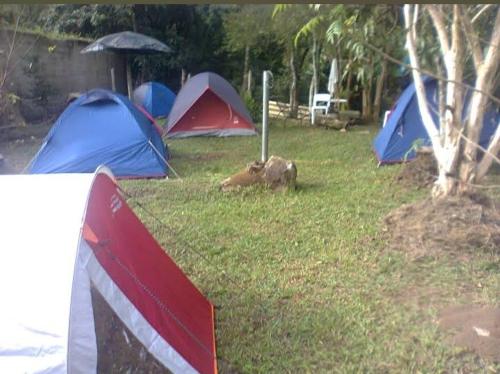 a group of tents in a field with a dog laying in the grass at Casa e camping Reinaldo e Julia recanto das árvores in Itamonte