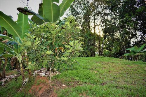 a tree in the middle of a grass field at Finca Makambu in Platanillo