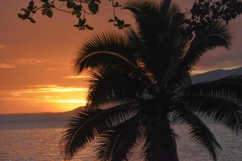 uma palmeira em frente ao oceano ao pôr do sol em Bungalow Faré Uta Vairao em Vairao