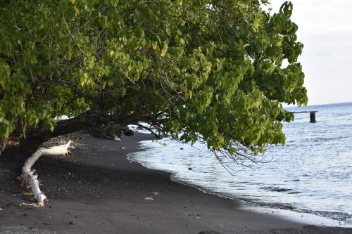 un árbol en la playa cerca del agua en Bungalow Faré Uta Vairao, en Vairao