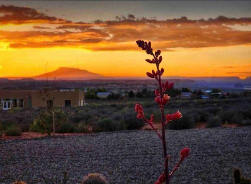 a flower in a field with a sunset in the background at Canyon Dweller Luxury home with Mesa views in Big Water