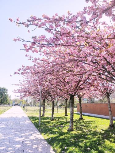 a row of trees with pink flowers in a park at B&B Vimo - Appartamento con terrazzo privato Milano San Raffaele - Vimodrone in Vimodrone
