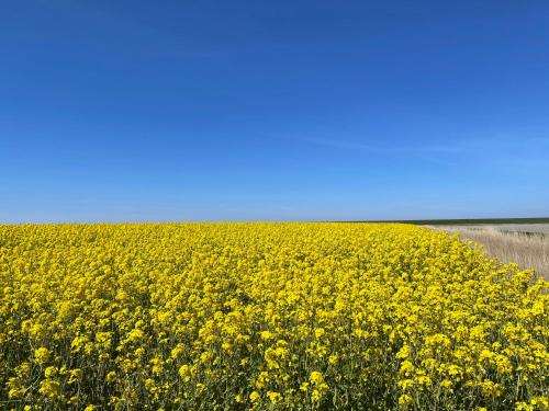 a field of yellow flowers with a blue sky in the background at It Fugelnest in Tzummarum