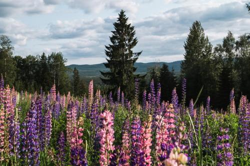 a field of purple flowers with trees in the background at Vikinggård Cottages in Höljes