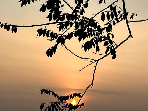 a silhouette of a tree with the sunset in the background at Munnar Village Homes in Munnar