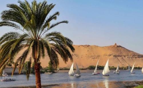 a palm tree and sail boats in the water at القارب في نهر النيل in Aswan