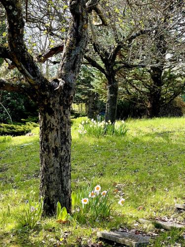 a tree in the middle of a field with flowers at Mazzetti Country House-Vita in campagna con giardino in Vimignano
