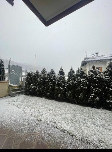a group of christmas trees in the snow at Baita Camoscio in Dimaro