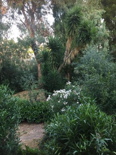 Le jasmin du Riou