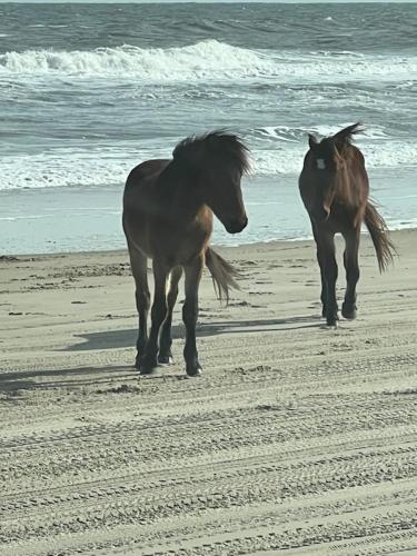 two horses walking on a beach near the ocean at Wild Horse Inn in Corolla