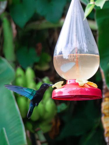 a bird perched on a bird feeder with a bowl on it at Havre de paix à Fort de France in Fort-de-France