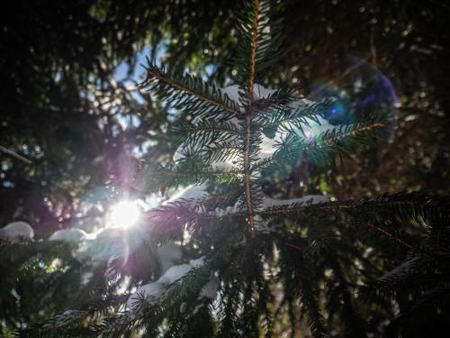 a close up of a christmas tree with snow on it at BUNNY GLAMP in Korbielów
