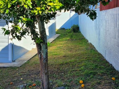 a tree next to a building with oranges on the grass at Casa Chayito in Santa María