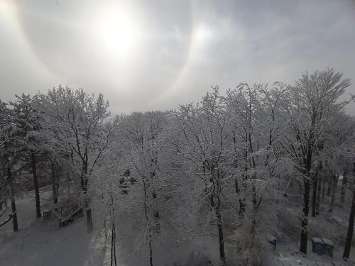 a group of trees with snow on them at Apartman Lux Relax nalazi se u Titovoj vili in Palisad