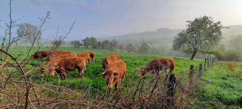 a herd of brown cows grazing in a field at La Petite Taupe - Chambres d'hôtes in Saint-Omer