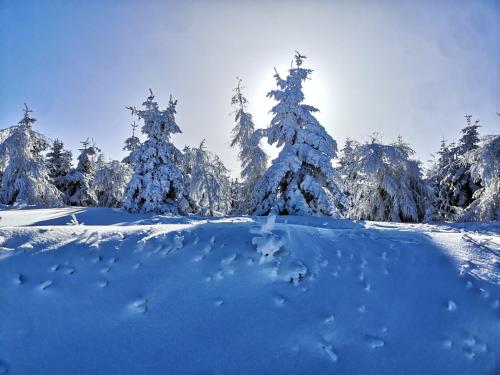 Gallery image of StronSki Apartament in Stronie Śląskie