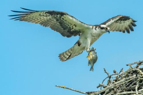 a bird flying over a tree with a fish in its mouth at Little Curlew, Ynyslas, Borth in Borth