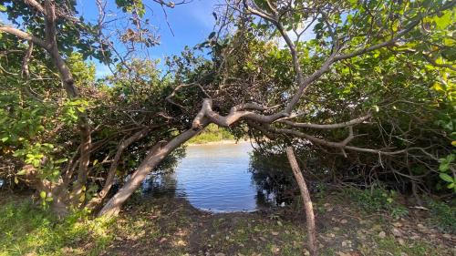 阿欽斯的住宿－Morada Venturi，树状的树状,如水体上的心