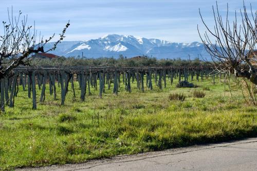 a vineyard with snow covered mountains in the background at casale nonna Elisa relax tra ulivi in San Vito Chietino