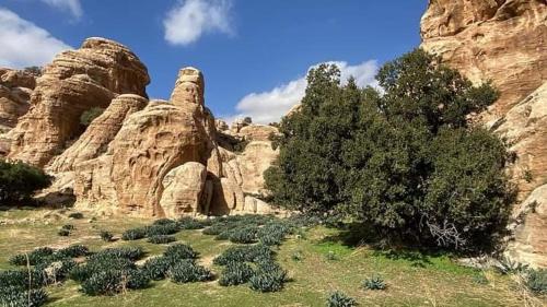 un cañón con algunas rocas y un árbol y algunos arbustos en Orion's wild camp en Ḑānā