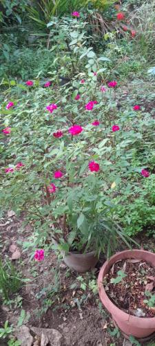 un jardin fleuri avec des fleurs roses dans un pot dans l'établissement Location Piscine et terrasse pour vos fêtes, à Kourou