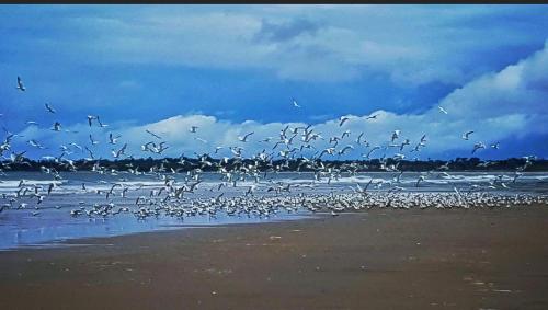 a flock of birds flying over the beach at Yazmin Studio Residence in Lamin