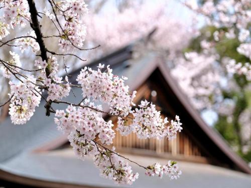 a tree with pink flowers in front of a house at APA Hotel Iidabashi-Eki Minami in Tokyo