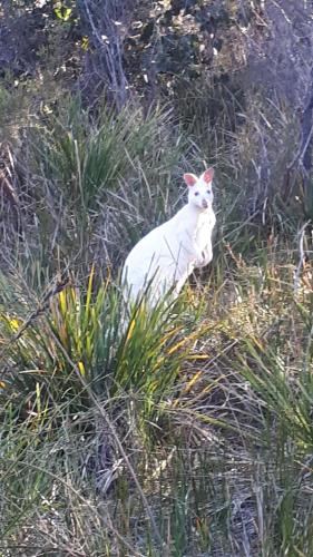 Animales en la casa o chalet o alrededores
