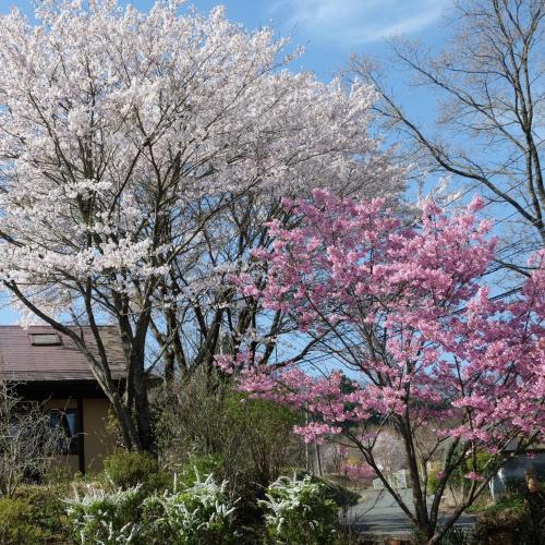 two trees with pink flowers in front of a house at Garden Villa Minamiaso in Minami Aso