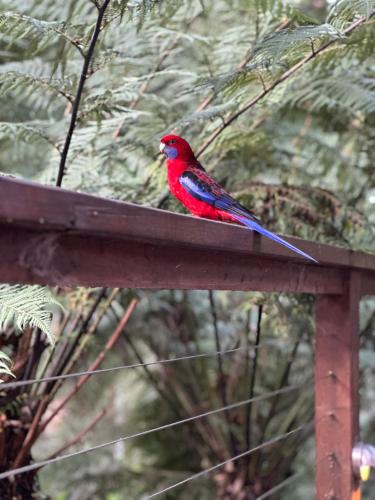 a red and blue bird sitting on a wooden rail at Fernview on Falls in Kalorama