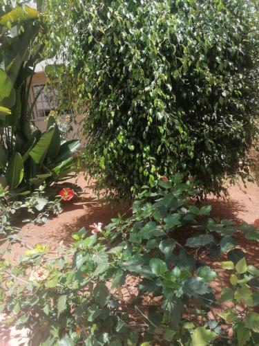 Zahrada ubytování Happy Family Stay with Garden View Casablanca