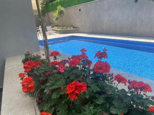 a bunch of red flowers next to a swimming pool at Retro 3 in Alanya