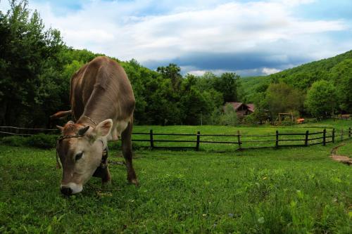 a brown cow grazing in a field of grass at Cabana Izvoranu in Izvoranu
