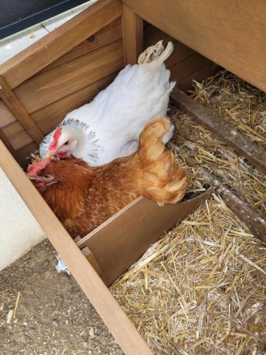 a chicken is laying in a chicken coup at Dream of Mediterranean house, Jacuzzi, BBQ, Délices ensoleillés in Sartrouville