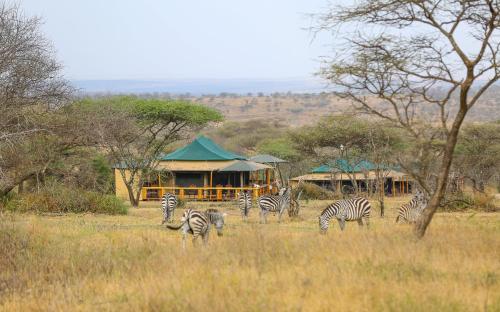 Ndoto Serengeti Camp – Photos 2