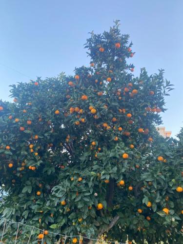 an orange tree with lots of oranges on it at Hotel Dini in Vlorë