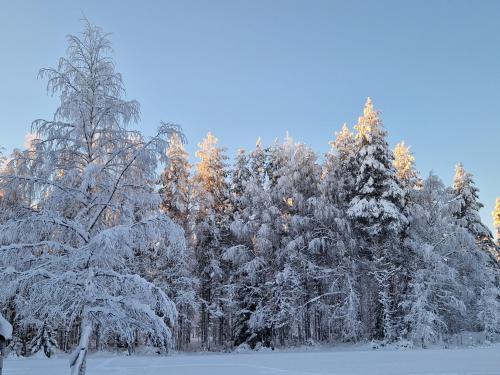 a group of trees covered in snow at Holiday Home Ylläs-helmi - loistosijainti! in Äkäslompolo