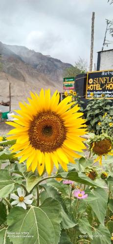 a large yellow sunflower in a field of flowers at Sunflower in spiti kee in Kibar
